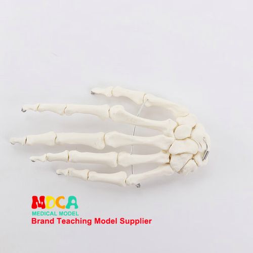 人體手骨模型 1:1比例手關(guān)節(jié)與手指骨骼結(jié)構(gòu)的康復教學利器