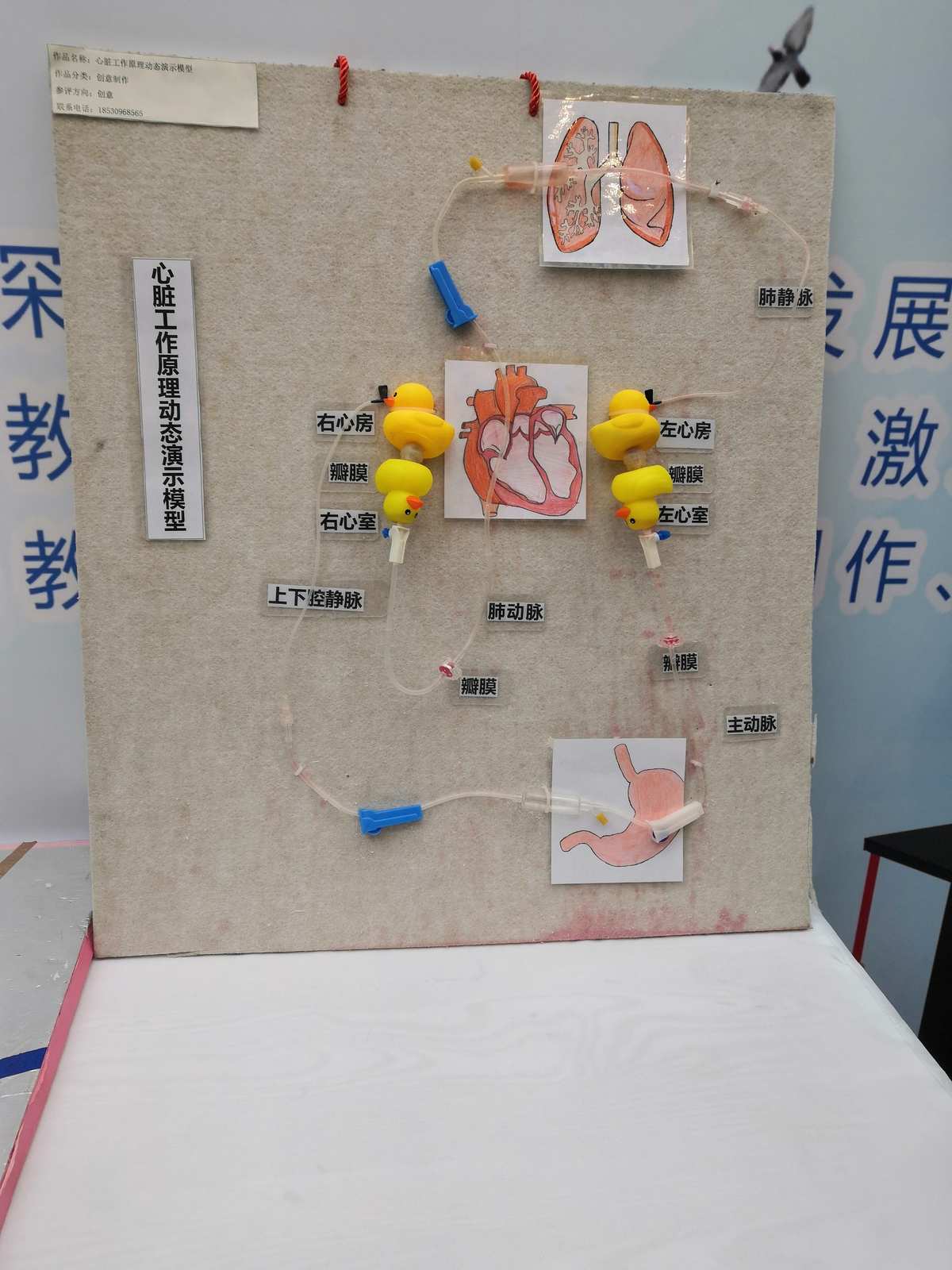 自制教具齊爭彩，科技創(chuàng)新領(lǐng)未來 教學(xué)模型與教具銷售新風(fēng)尚